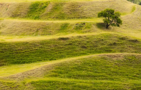 Grass, yellow, dry