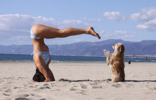 Картинка dog, sand, pose, bikini, yoga