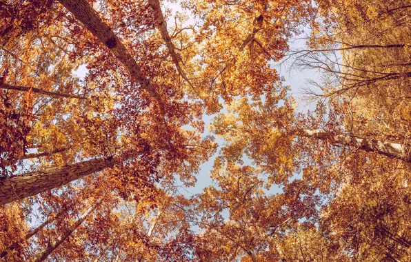 Картинка осень, листья, деревья, листва, желтые, оранжевые, крона