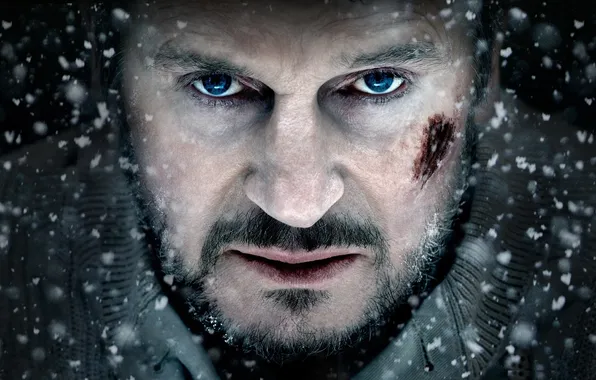 Картинка взгляд, актер, Liam Neeson, The Grey, лиам нисон
