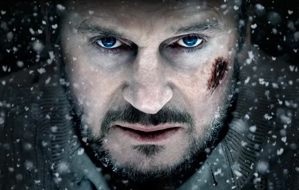 Взгляд, актер, Liam Neeson, The Grey, лиам нисон