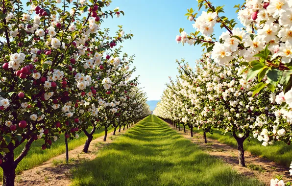 Картинка деревья, парк, весна, аллея, цветение, trees, blossom, park