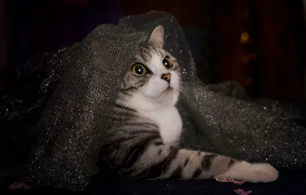 Кошка, кот, взгляд, поза, ткань, мордашка, выглядывает, табби