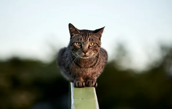 Картинка кошка, взгляд, забор