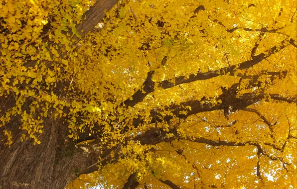 Картинка Дерево, Осень, Листья, Nature, Fall, Tree, Autumn, Yellow