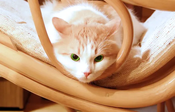 Картинка глаза, зеленый, котенок, green, Кошка, стул, kitten, eyes