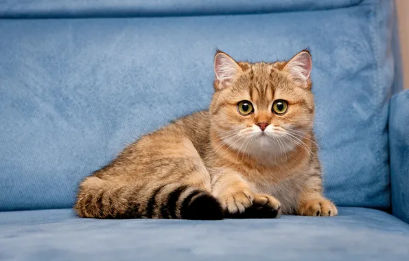 Кошка, взгляд, поза, котенок, диван, лежит, мордашка, коричневый