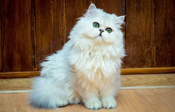 Кошка, кот, взгляд, поза, мордашка