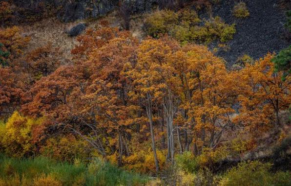 Осень, лес, осенний лес