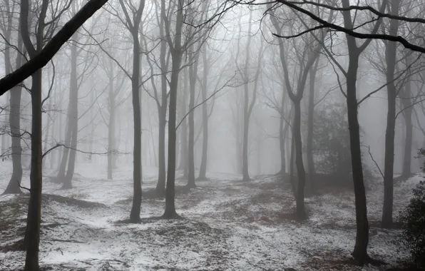 Зима, лес, снег, деревья, природа, туман, Великобритания