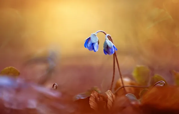 Цветы, весна, фиалки