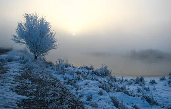 Картинка трава, снег, деревья, туман, река, утро