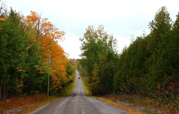 Дорога, Деревья, Fall, Autumn, Colors, Road, Trees