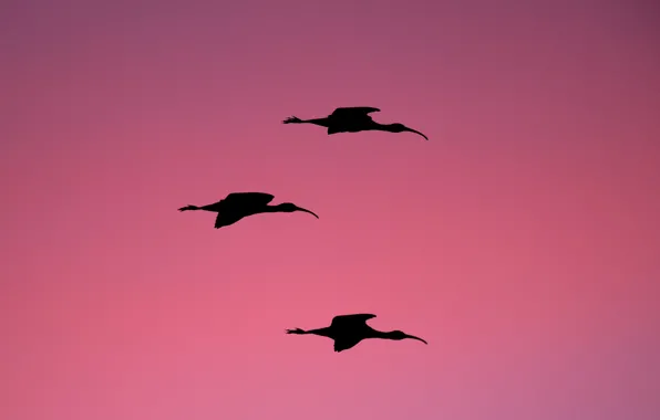 Twilight, dusk, wildlife, silhouettes, ibises
