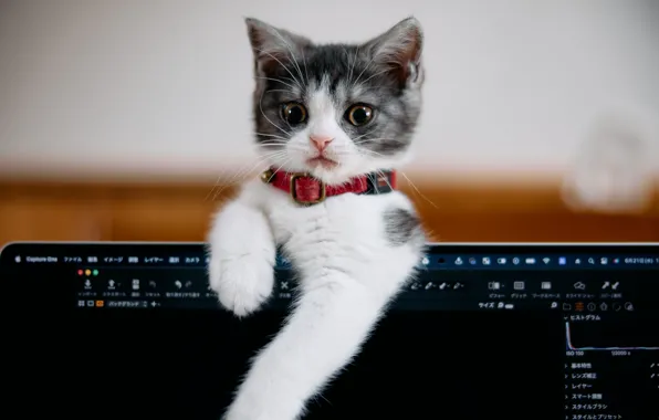 Кошка, котенок, малыш, монитор