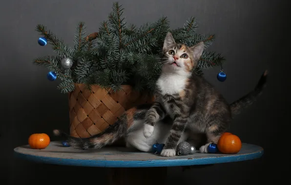 Кошка, взгляд, шарики, ветки, поза, темный фон, котенок, стол