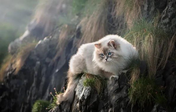 Кошка, трава, кот, взгляд, природа, камни, скалы, мордашка