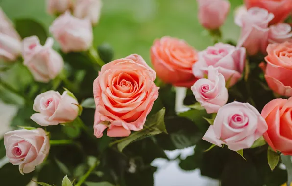 Roses, beautiful flowers, light pink