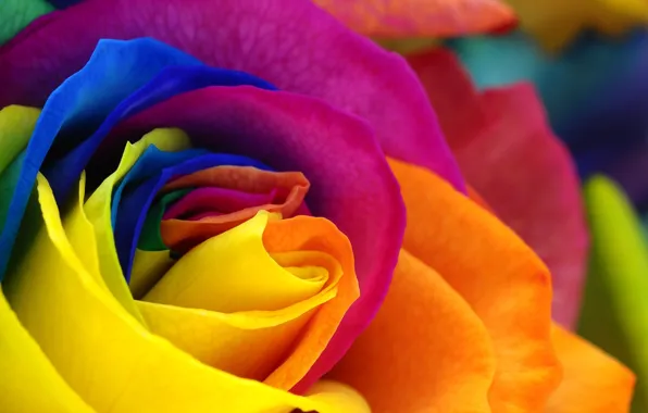 Картинка цветы, розы, rose, flower, красочные лепестки, colorful petals