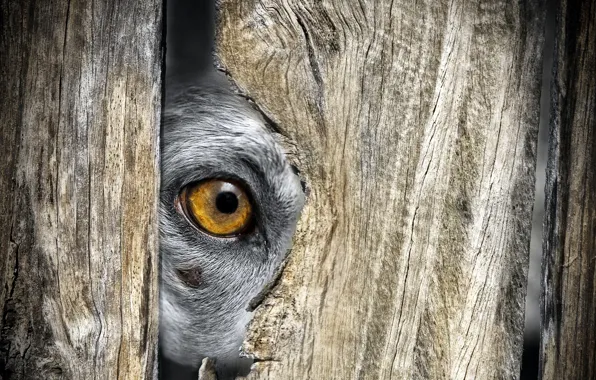 Взгляд, друг, собака