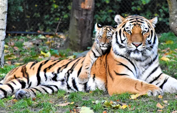 Tiger, Trees, Baby Tiger, Waldemar Brandt
