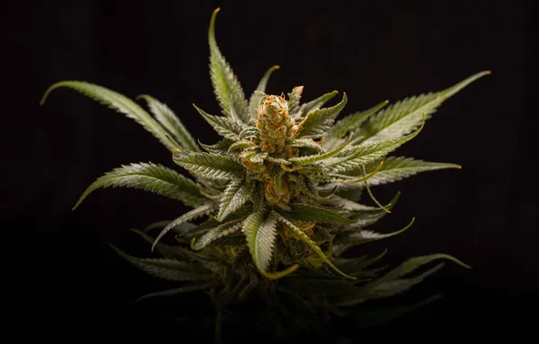 Africa, alternative, cannabis, bud, addiction, agriculture, culture