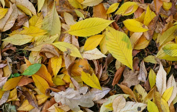 Картинка Orange, white, yellow, autumn, green leaves