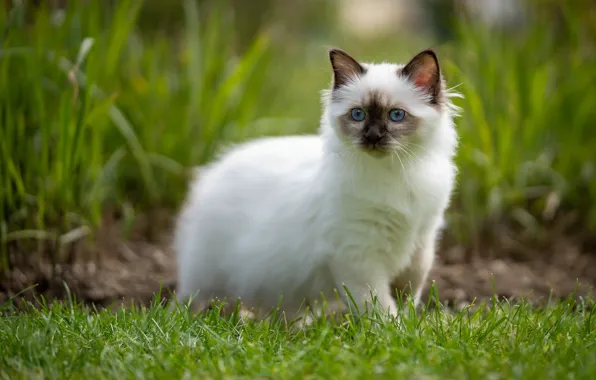 Картинка зелень, кошка, белый, лето, трава, кот, взгляд, природа