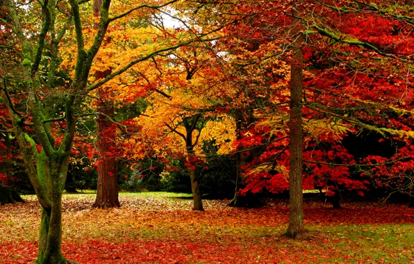 Картинка осень, листья, деревья, природа, парк, Nature, листопад, trees