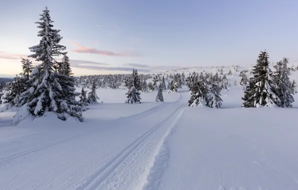 Зима, снег, деревья, Норвегия, Norway, Lillehammer