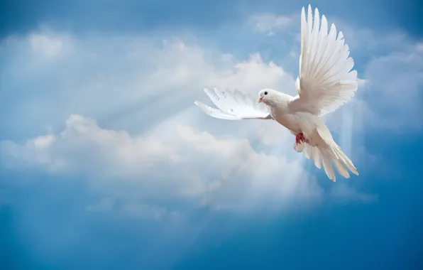 Картинка небо, птица, мир, white, peace, лучи солнца, sky, dove