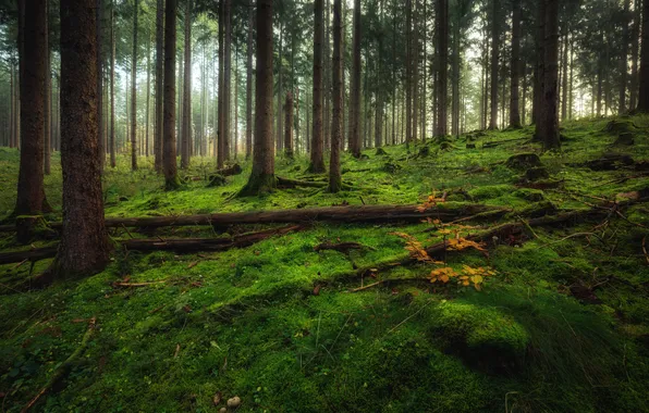 Картинка лес, деревья, природа, Германия, Eifel