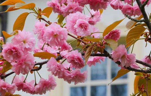 Flower, spring, twig, japanese cherry