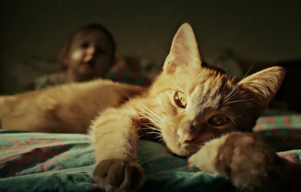 Кошка, кот, взгляд, поза, мордашка