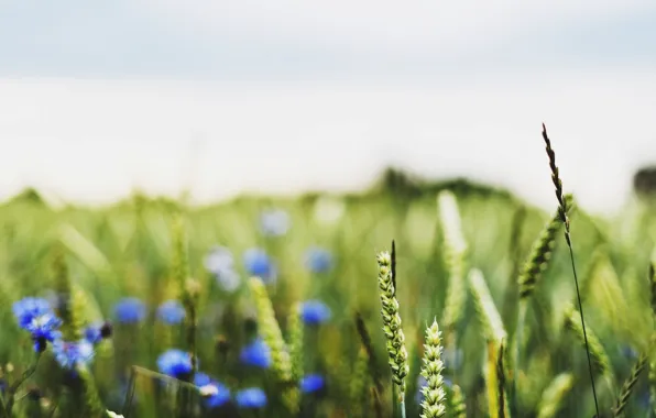 Картинка пшеница, поле, макро, цветы, синий, фон, widescreen, обои