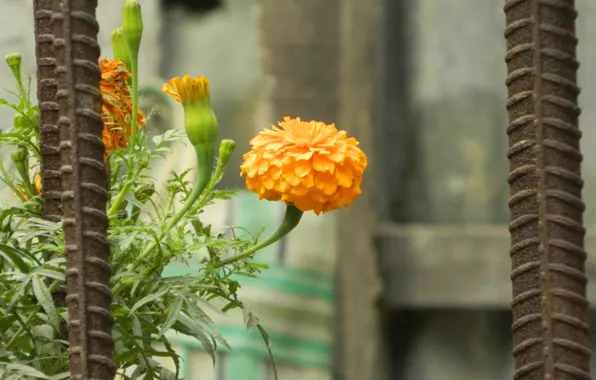 India, Iron, Marigold