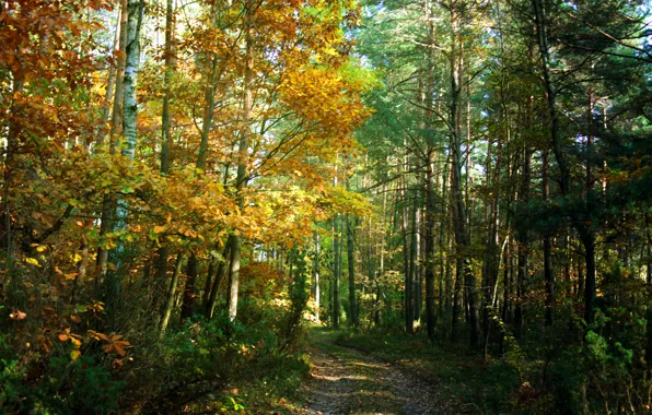Осень, лес, деревья, тропа, forest, Nature, роща, trees