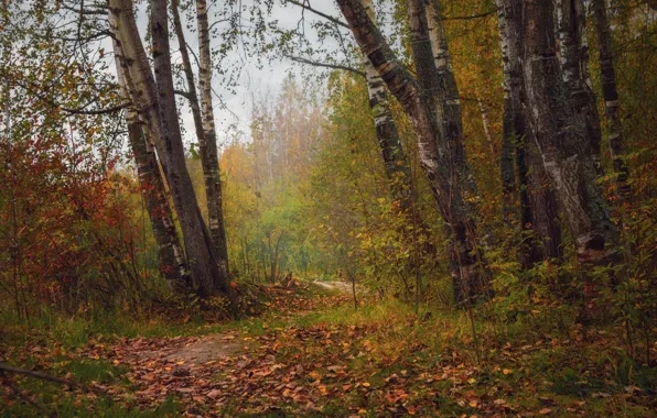 Тропинка, Осень, Лес, Nature, Fall, Листва, Forest, Leaves