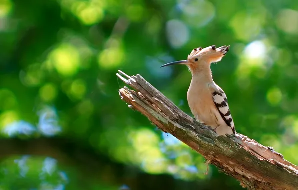 Картинка ветки, природа, птица, клюв