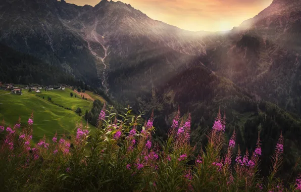 Картинка горы, обработка, деревня, alpine flowers, alpine wildflowers