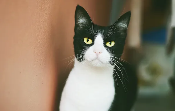 Глаза, кот, усы, взгляд, черно-белый, желтые, смотрит