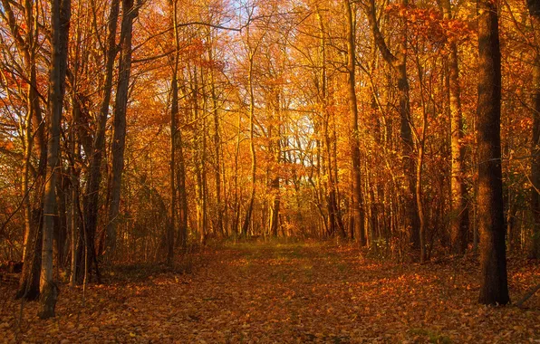 Картинка осень, лес, листья, солнце, деревья, ветви, тень