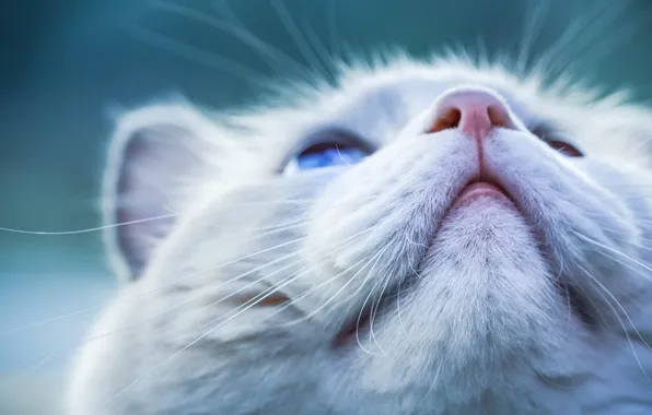 Кошка, кот, морда, портрет, белая, носик, боке, смотрит вверх