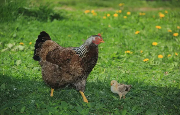 Зелень, трава, одуванчик, курица, цыпленок, chicken