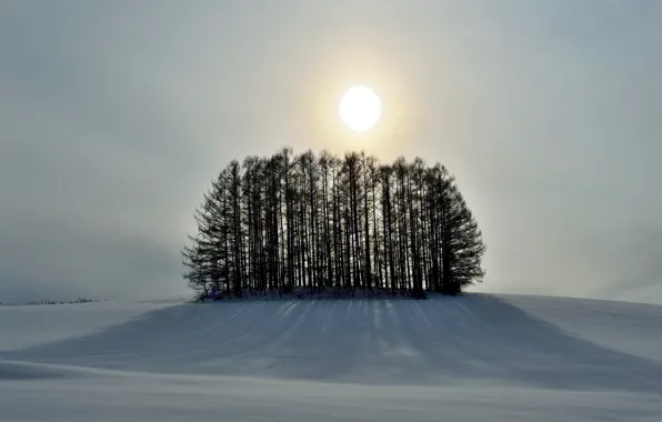 Картинка зима, небо, солнце, снег, деревья, холм