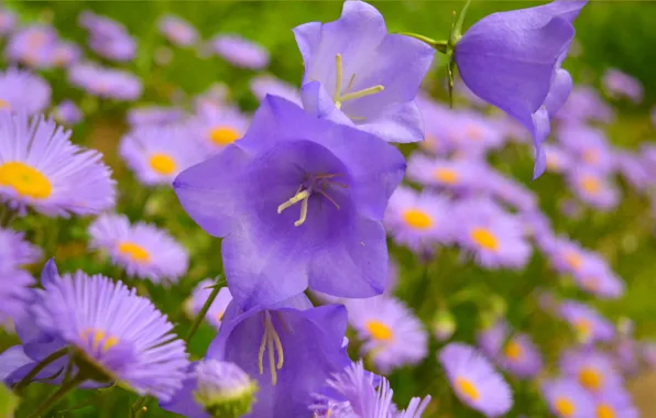 Колокольчики, Фиолетовые цветы, Purple Flowers