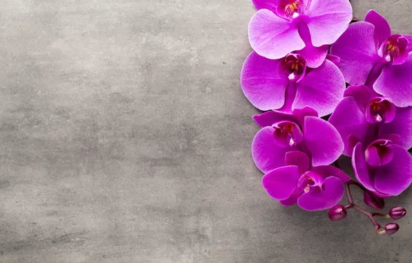 Орхидея, flowers, orchid, purple