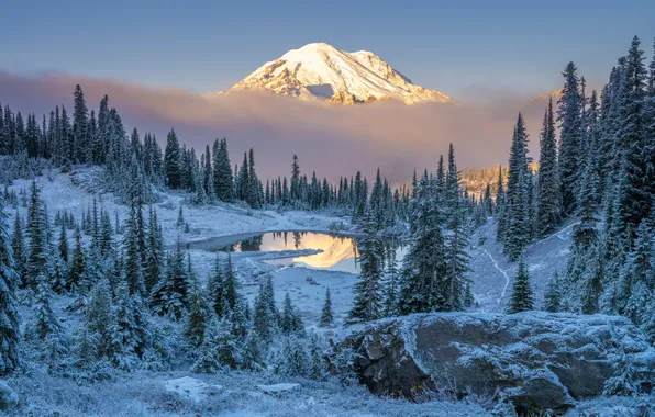 Пейзаж, горы, ели, США, Mount Rainier