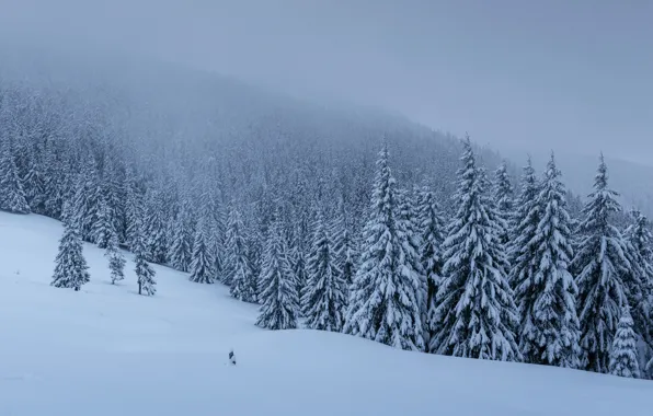 Картинка зима, снег, деревья, пейзаж, елки, forest, landscape, winter