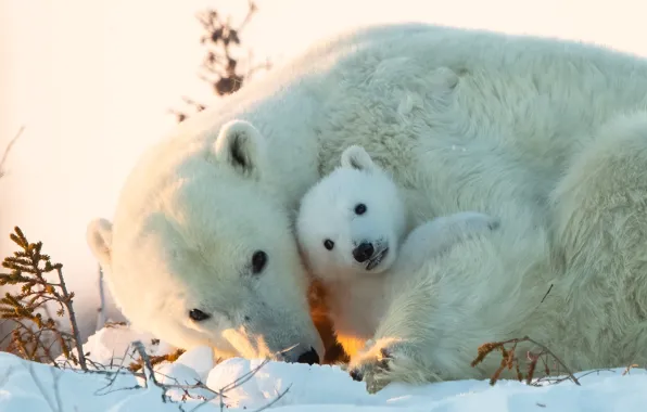 Картинка снег, медвежонок, детёныш, медведица, Белые медведи, Полярные медведи